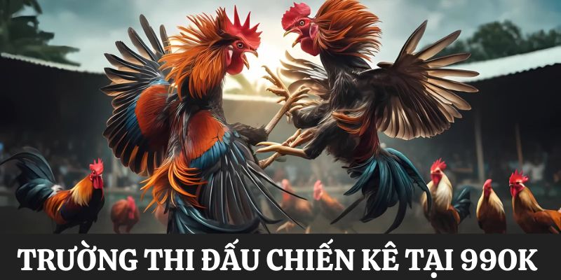 Trường thi đấu chiến kê có tại 99OK