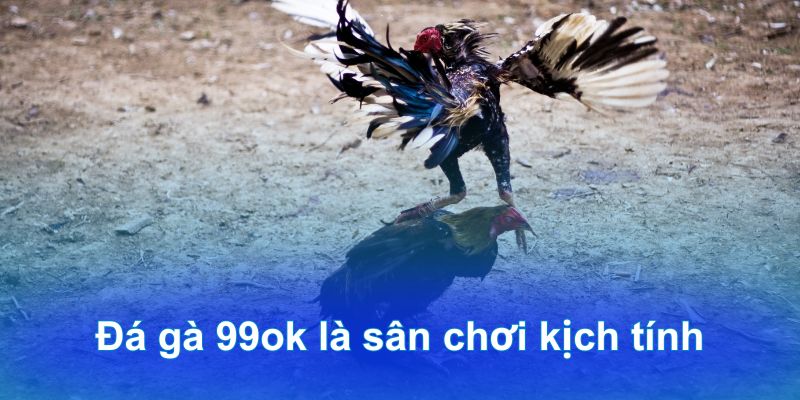 Đá gà 99ok là sân chơi kịch tính