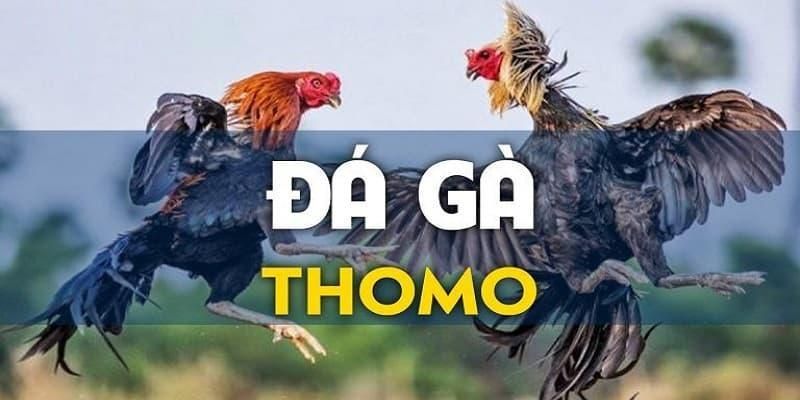 Định nghĩa chung về đá gà Thomo